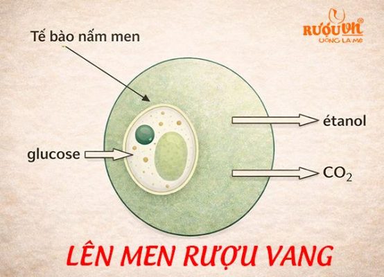 lên men rượu vang